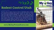 Effective Rodent Control in Utah with My Guy Pest and Lawn Solutions